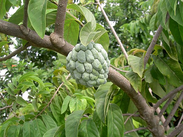 Annona squamosa (Martinique)