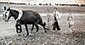 Arando -el saucejo-