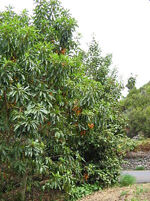 Archivo:Arbutus canariensis1