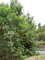 Arbutus canariensis1