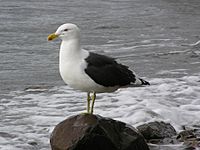 Archivo:Black backed gull