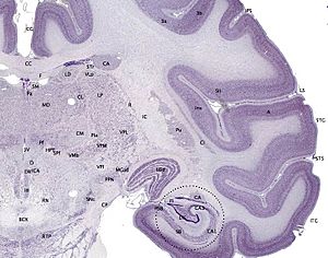 Archivo:Brainmaps-macaque-hippocampus