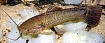 Archivo:Callichthys callichthys