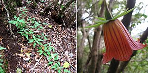 Archivo:Canarina.canariensis.bosque.anaga