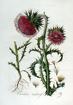 Archivo:Carduus nutans — Flora Batava — Volume v2