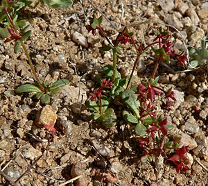 Archivo:Centrostegia thurberi 1