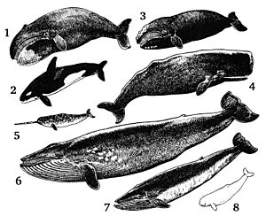 Archivo:Cetacea