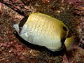 Chaetodon sedentarius Brasil