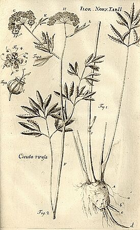 Archivo:Cicuta virosa Flora Norvegica