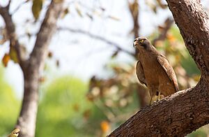 Archivo:Comoe raptor