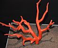 Corallium rubrum (red coral) 2 (15529370228)