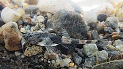 Dupouyichthys sapito (16609456428).jpg