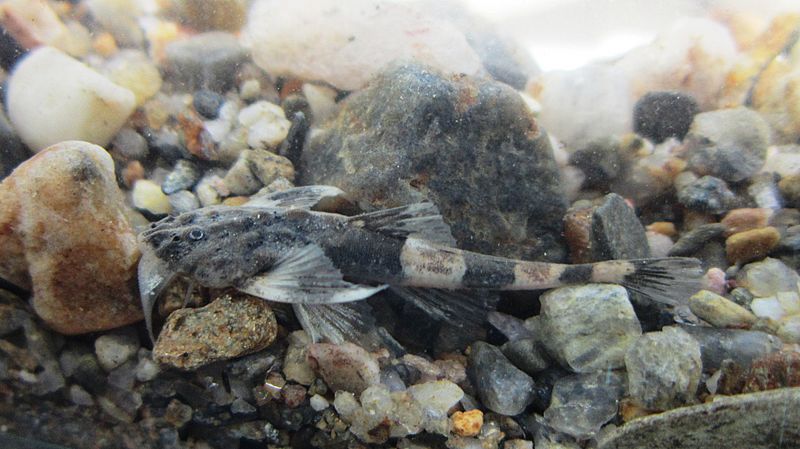 Dupouyichthys sapito (16609456428)