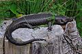 Egernia kingii 2