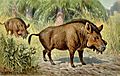 Entelodon Sp Illustration