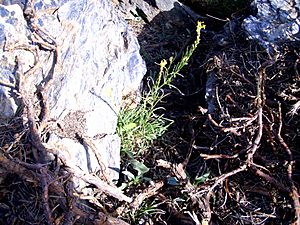 Archivo:Erysimum nevadense 25July2009 Habitus SierraNevada