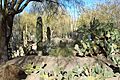 Ethel M Botanical Cactus Garden 1