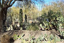 Archivo:Ethel M Botanical Cactus Garden 1