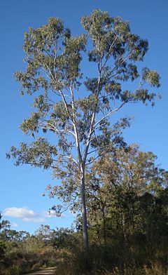 Archivo:Eucalyptus tereticornis tree