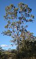 Eucalyptus tereticornis tree