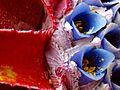 Fascicularia bicolor (hozdiamant) 002