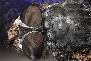 Archivo:Fruit fly head