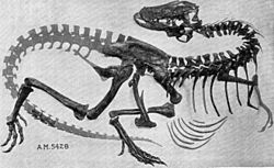 Archivo:Gorgosaurus skeleton AMNH 5428