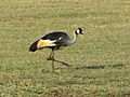Grey-crowned Crane, Serengeti