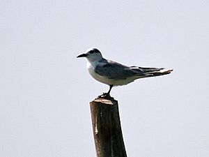 Archivo:Gull billed Tern I IMG 9309