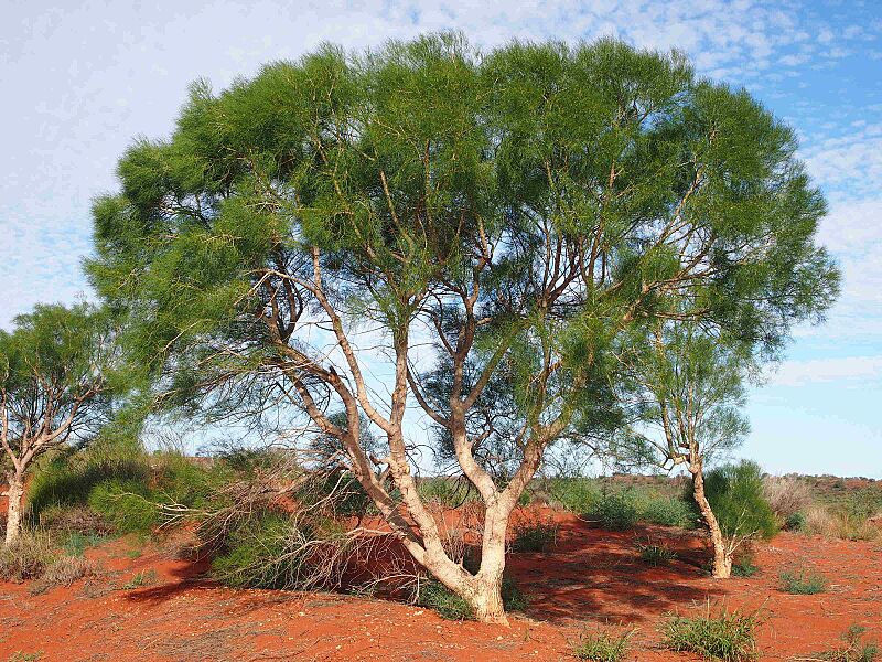 Gyrostemon ramulosis habitus