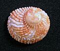 Haliotis pulcherrima 001