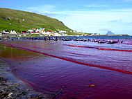 Archivo:Hvalba beach whaling, Faroe Islands
