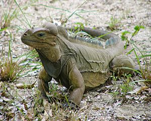 Archivo:Iguana pauses in the grass.