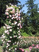 International Rose Test Garden, Oregon (2013) - 9