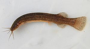 Archivo:Ituglanis australis