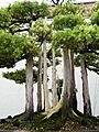 John Naka's Goshin - National Bonsai & Penjing Museum - Washington, D.C. - Stierch - A