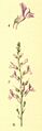Linaria repens nf