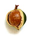 Macadamia00