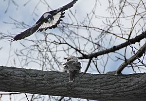 Archivo:Magpie swooping kookaburra ed MF