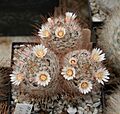 Mammillaria pennispinosa 03
