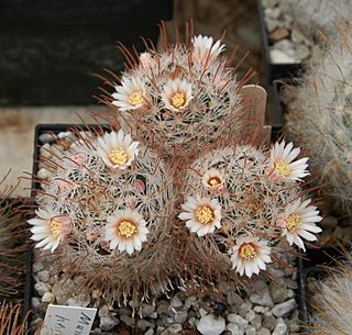 Mammillaria pennispinosa 03.jpg