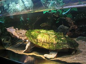 Archivo:Matamata turtle 2048x1536