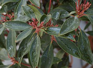 Archivo:Mountain Laurel Kalmia latifolia 'Olympic Wedding' Leaves and Buds 2575px