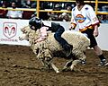 Mutton bustin