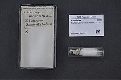 Naturalis Biodiversity Center - RMNH.MOL.181147 - Trichosirius inornatus (Hutton, 1873) - Capulidae - Mollusc shell.jpeg