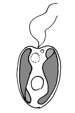 Archivo:Ochromonas (Chrysophyceae)