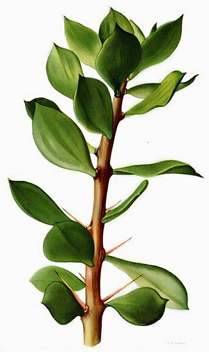 Archivo:Pereskiopsis chapistle - Britton