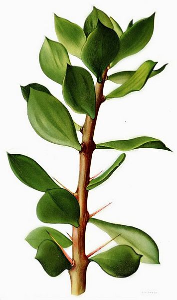 Pereskiopsis chapistle - Britton