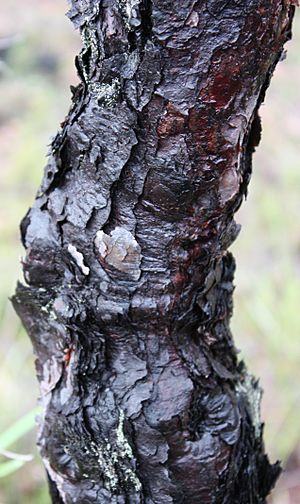 Archivo:Persoonia longifolia bark