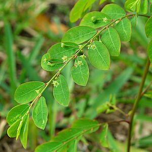 Archivo:Phyllanthus tenellus 1